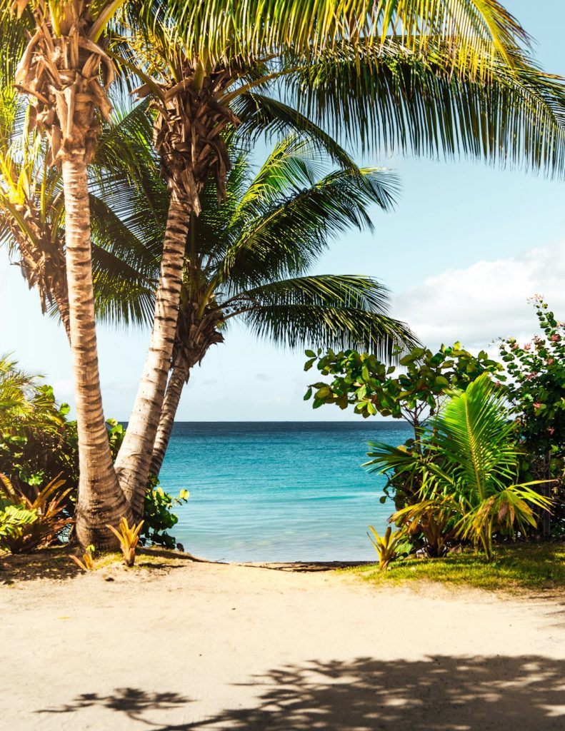Tropical palm beach